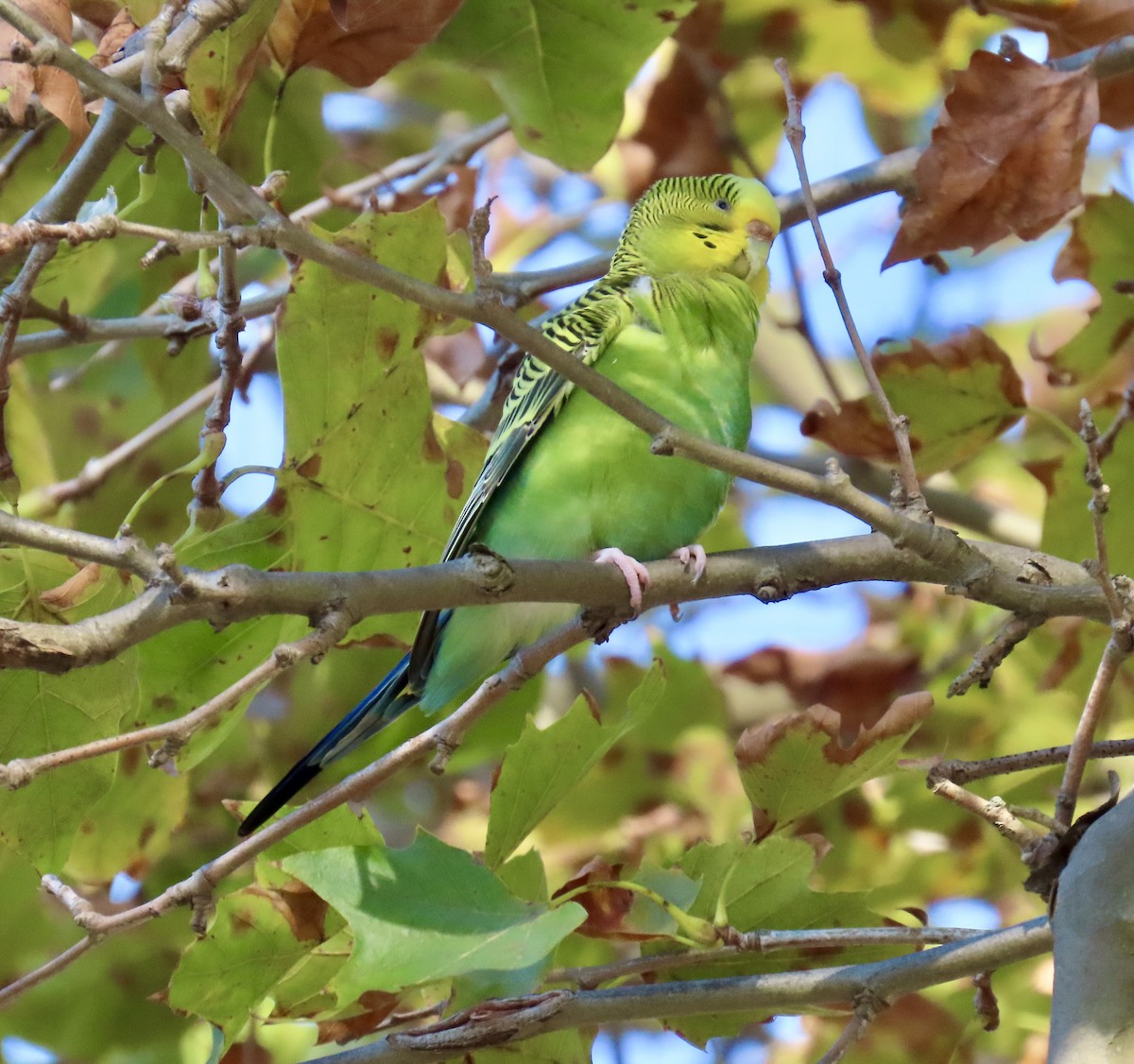 Budgerigar - ML642830936