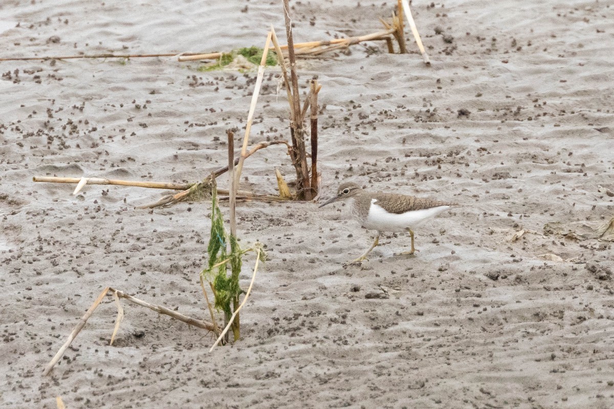 strandsnipe - ML642830937