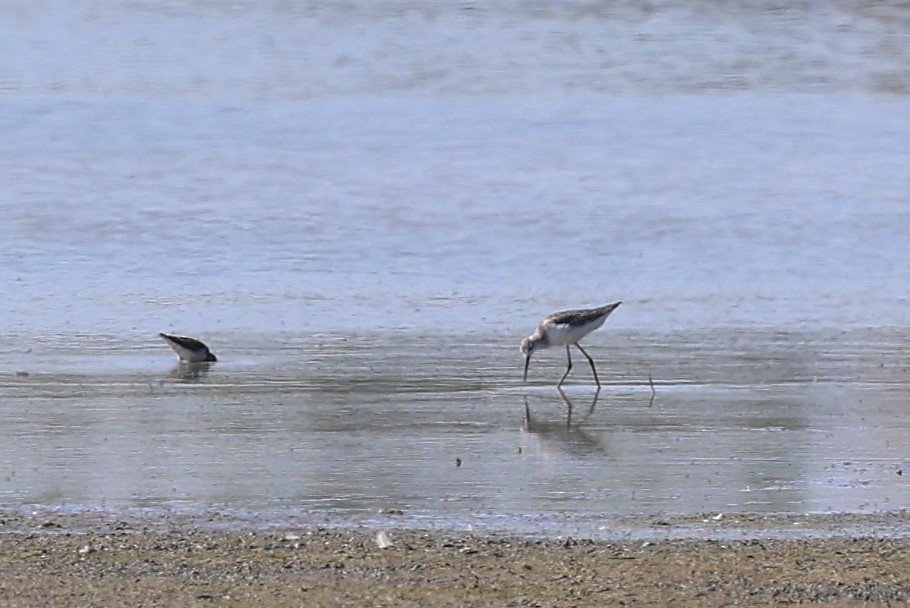 Marsh Sandpiper - ML642830939