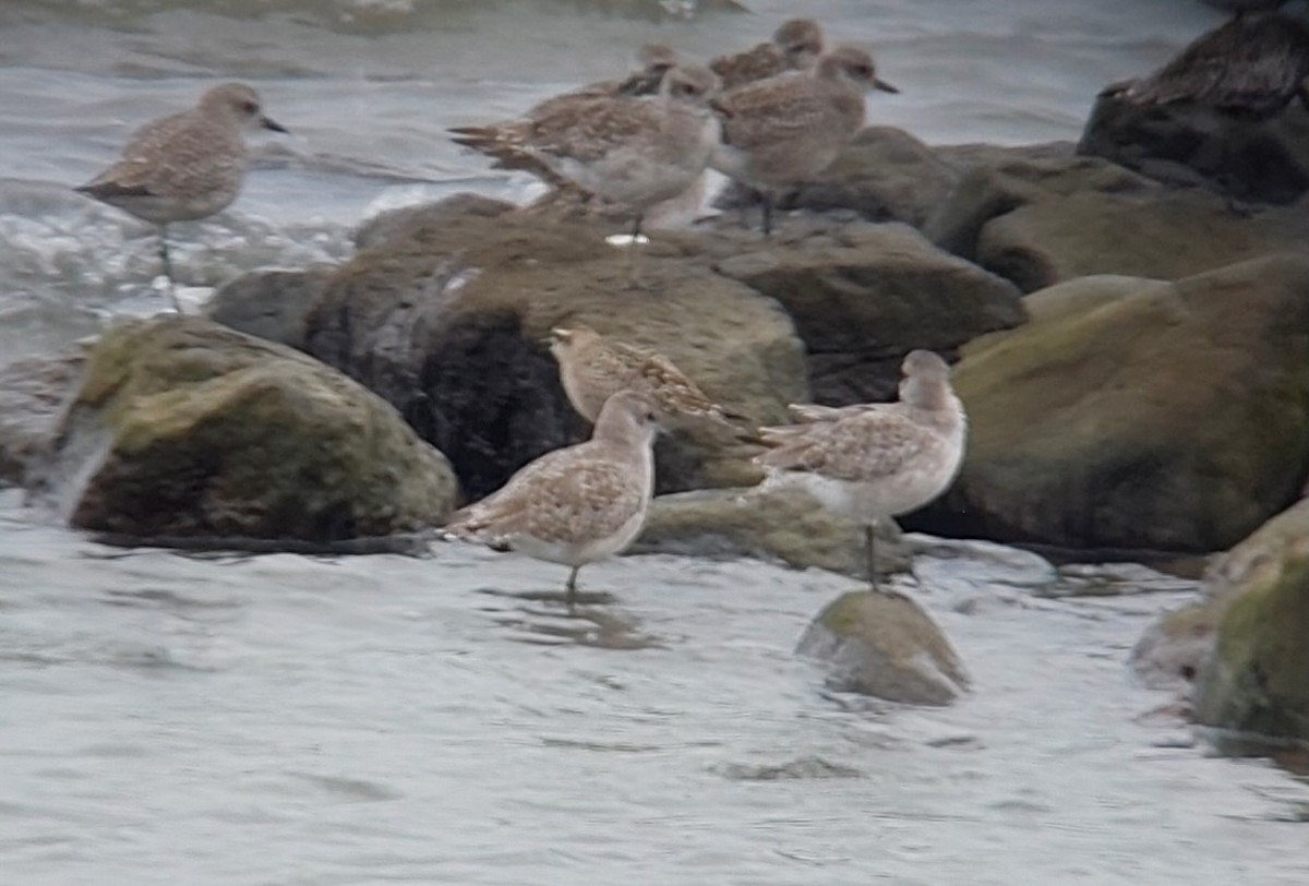 American Golden-Plover - ML642830951