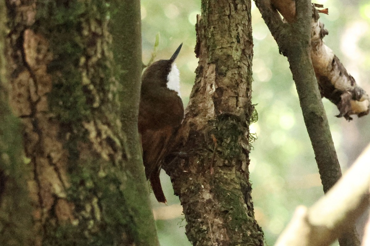 White-throated Treerunner - ML642830963