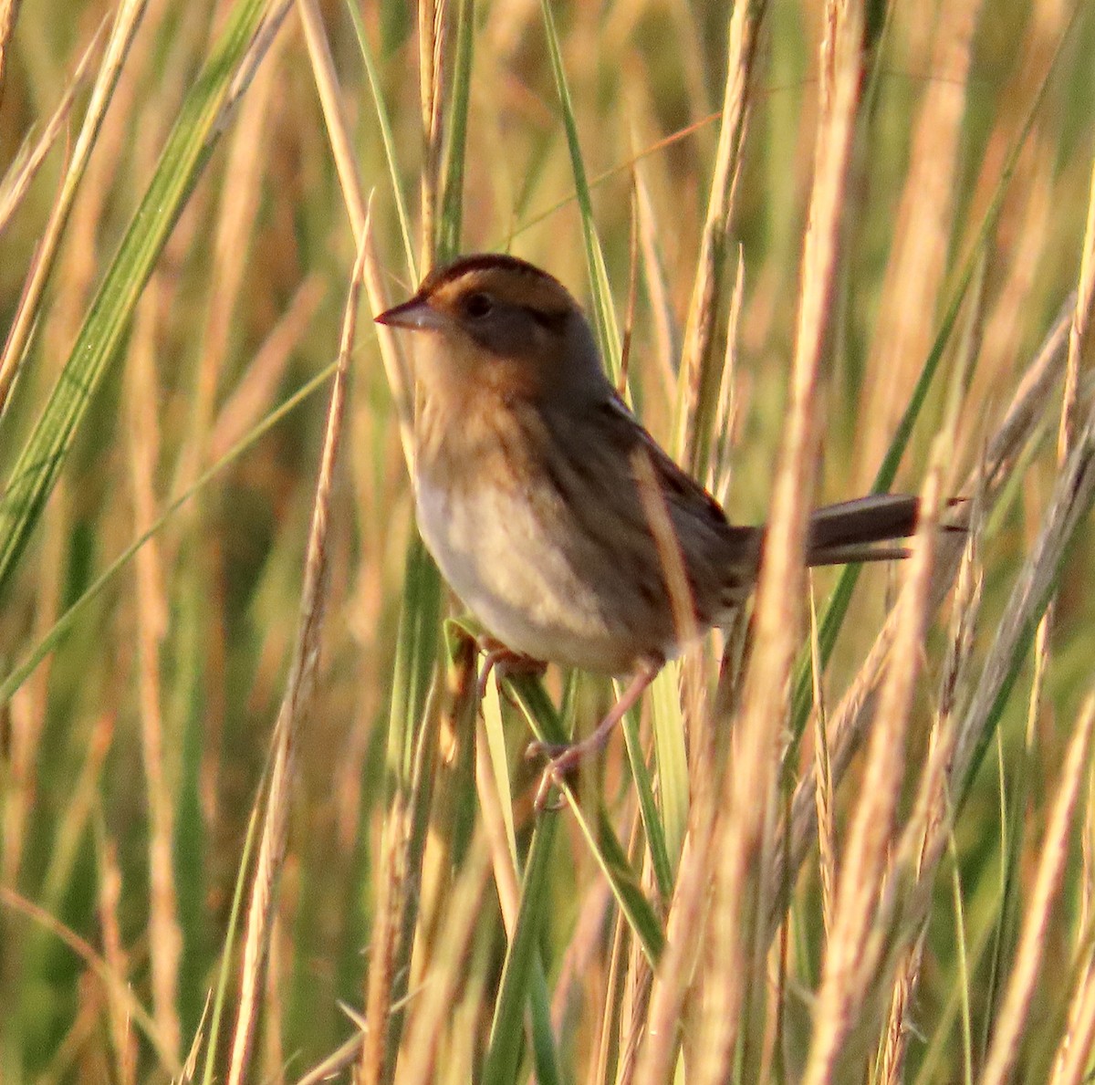 Nelson's Sparrow - ML642830964