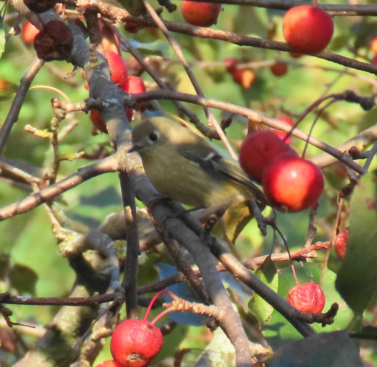 Ruby-crowned Kinglet - ML642830965