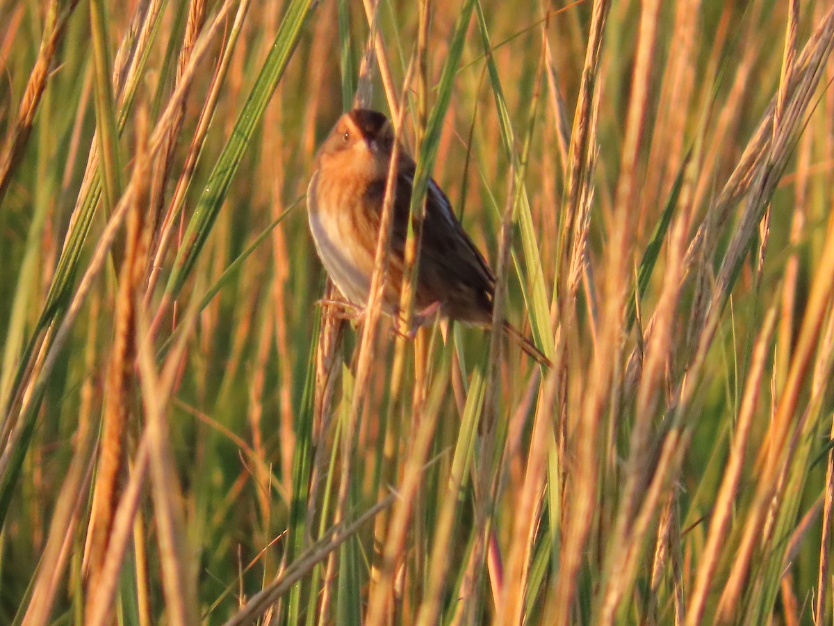 Nelson's Sparrow - ML642830966