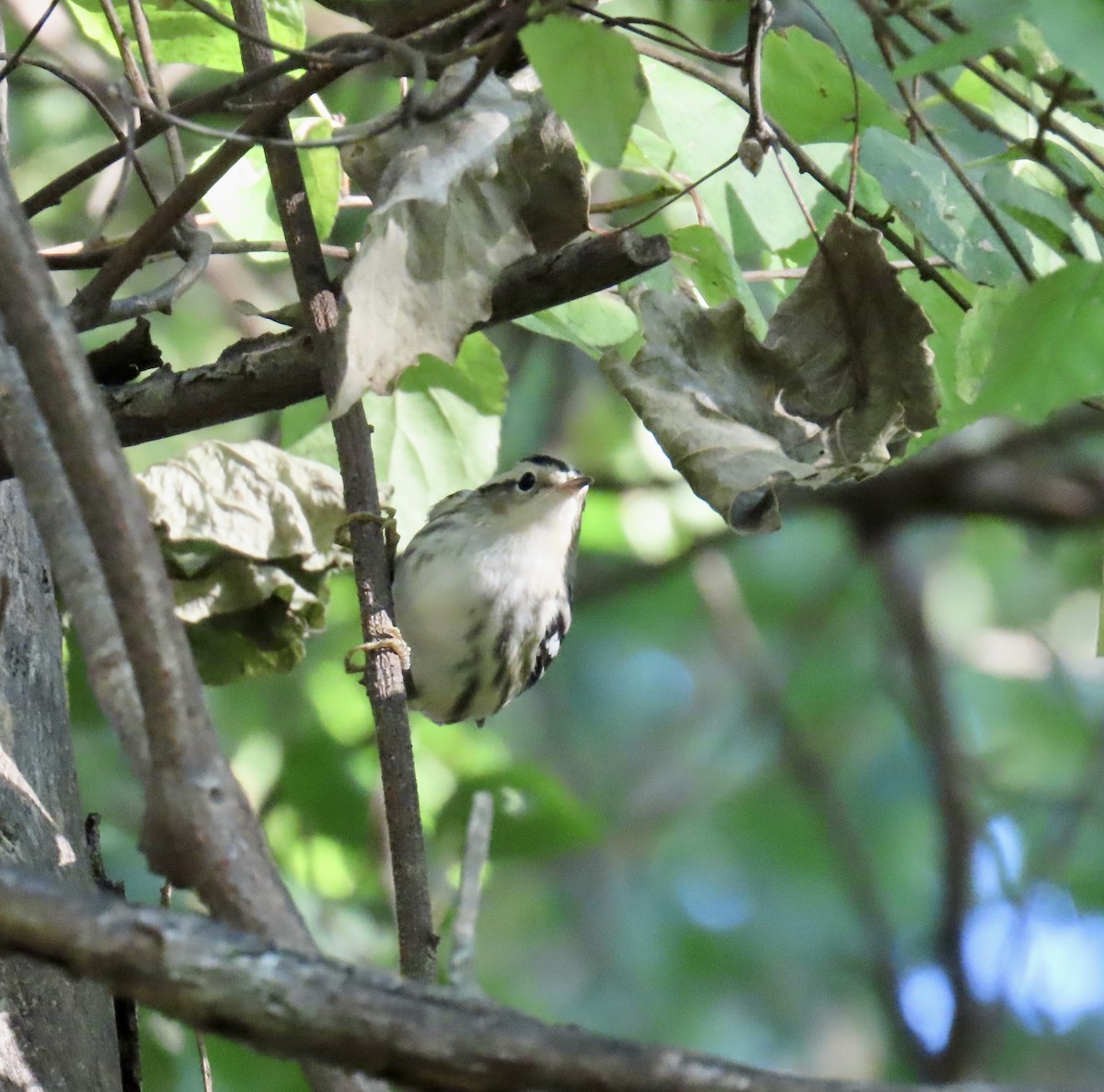 Black-and-white Warbler - ML642830977