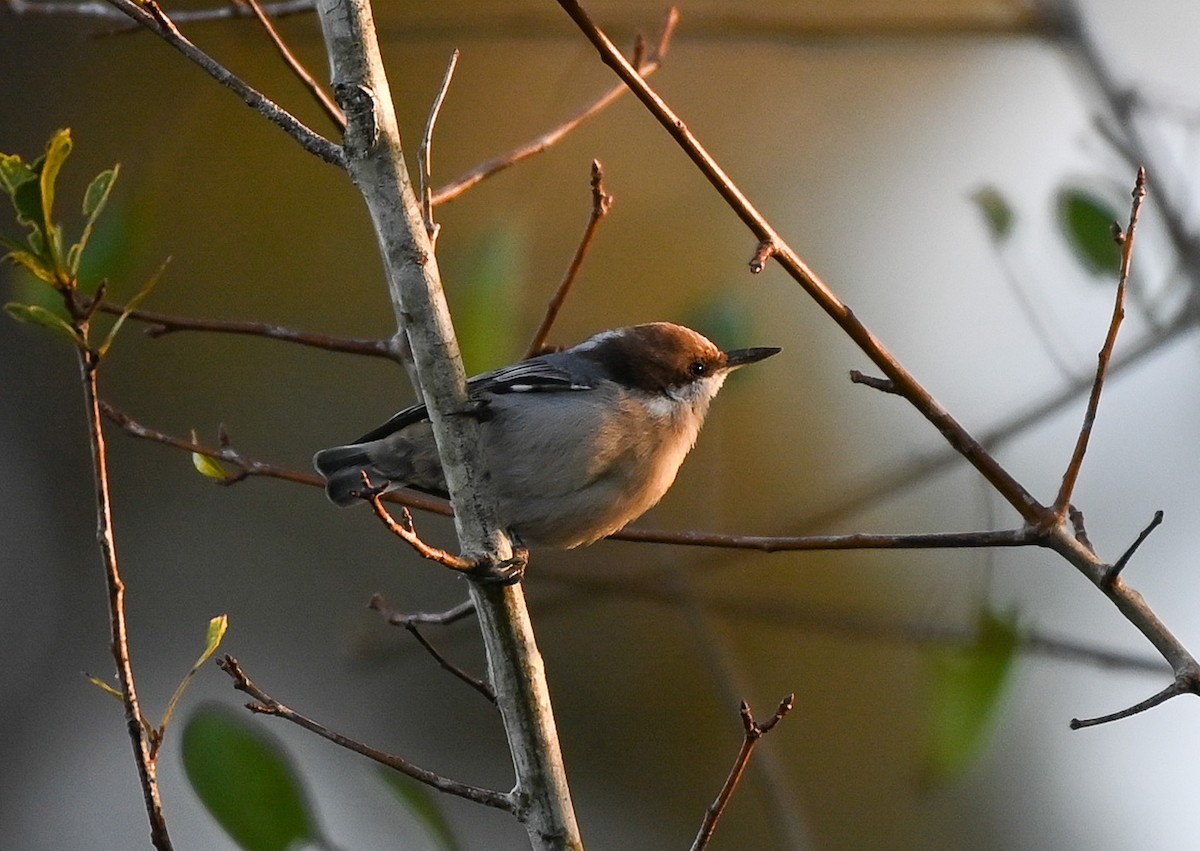 Brown-headed Nuthatch - ML642830982