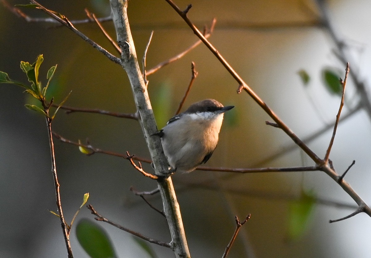 Brown-headed Nuthatch - ML642830983