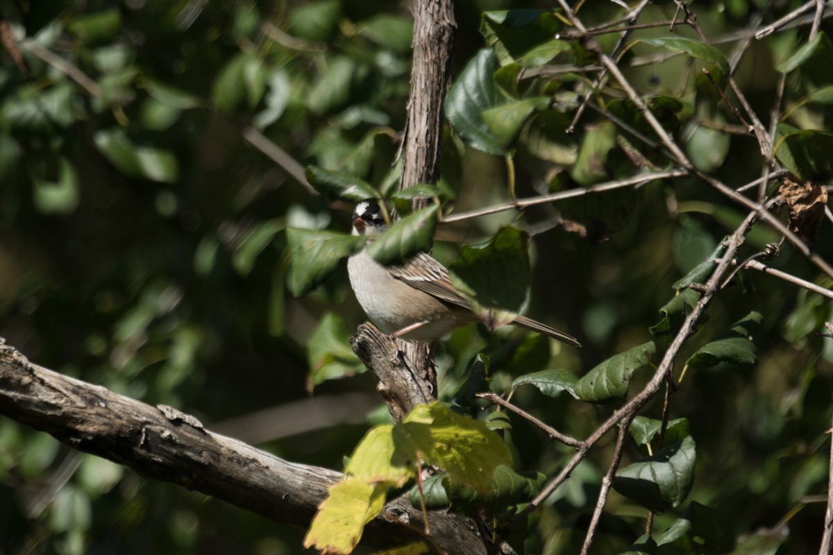 White-crowned Sparrow - ML642830991