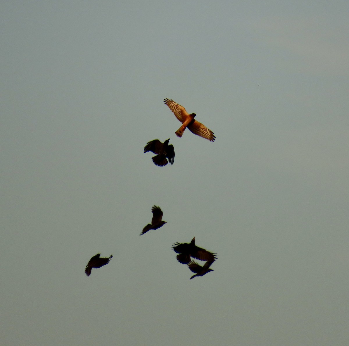 Northern Harrier - ML642830998