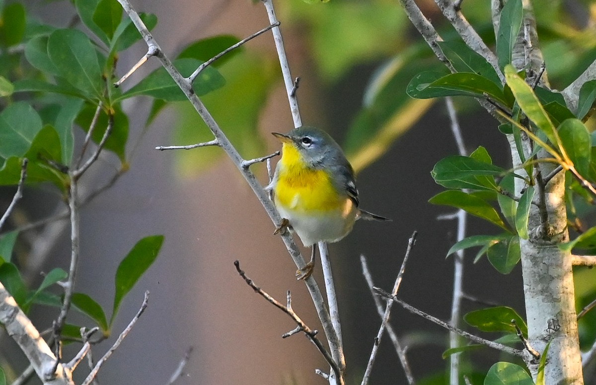 Northern Parula - ML642830999