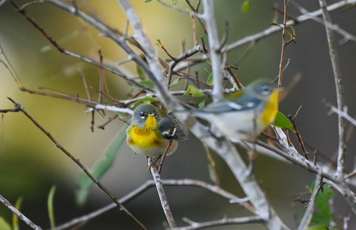 Northern Parula - ML642831000