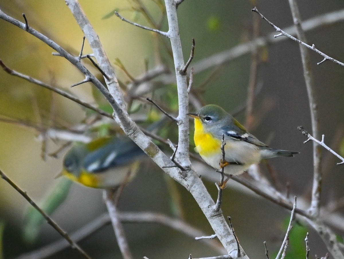 Northern Parula - ML642831001