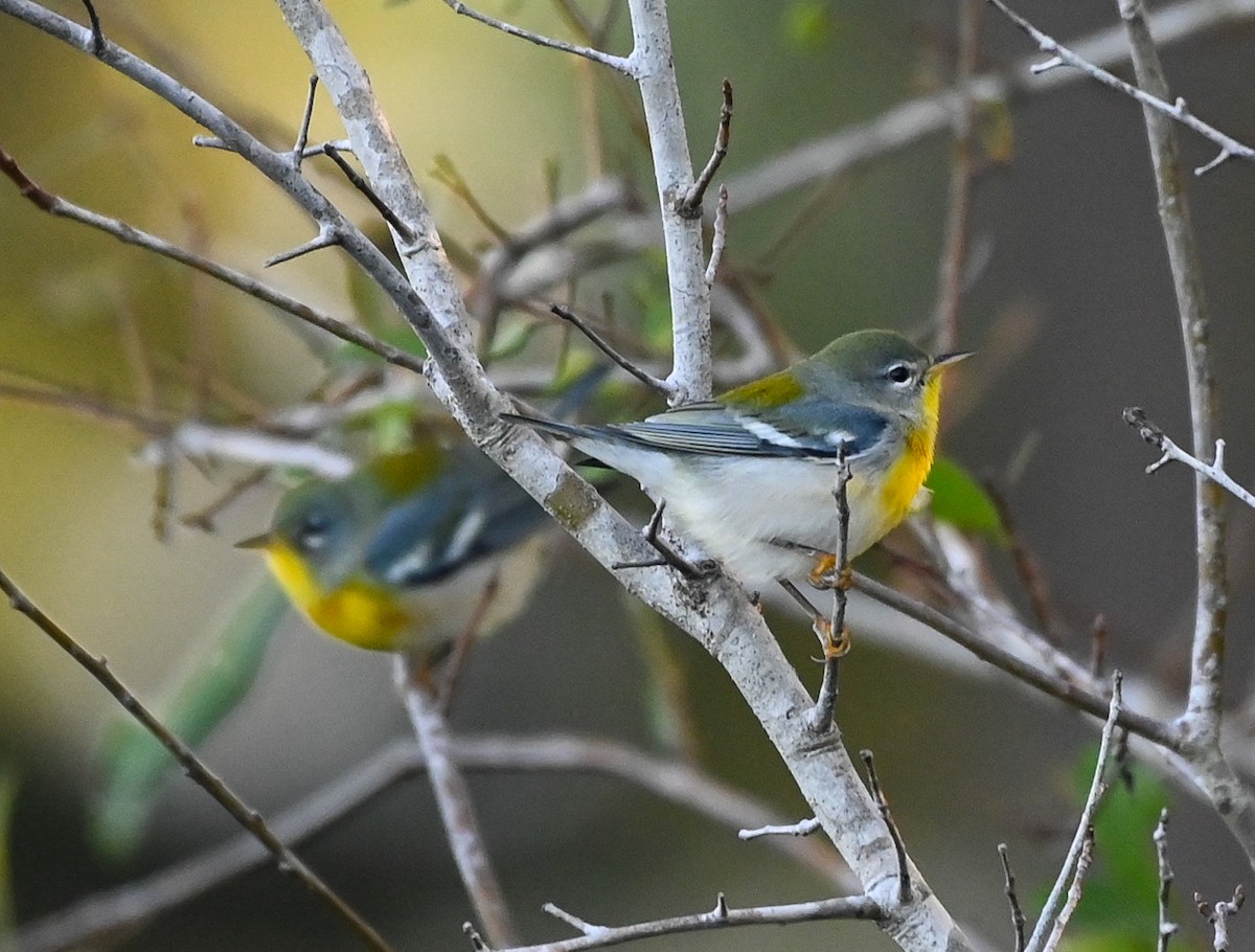Northern Parula - ML642831002