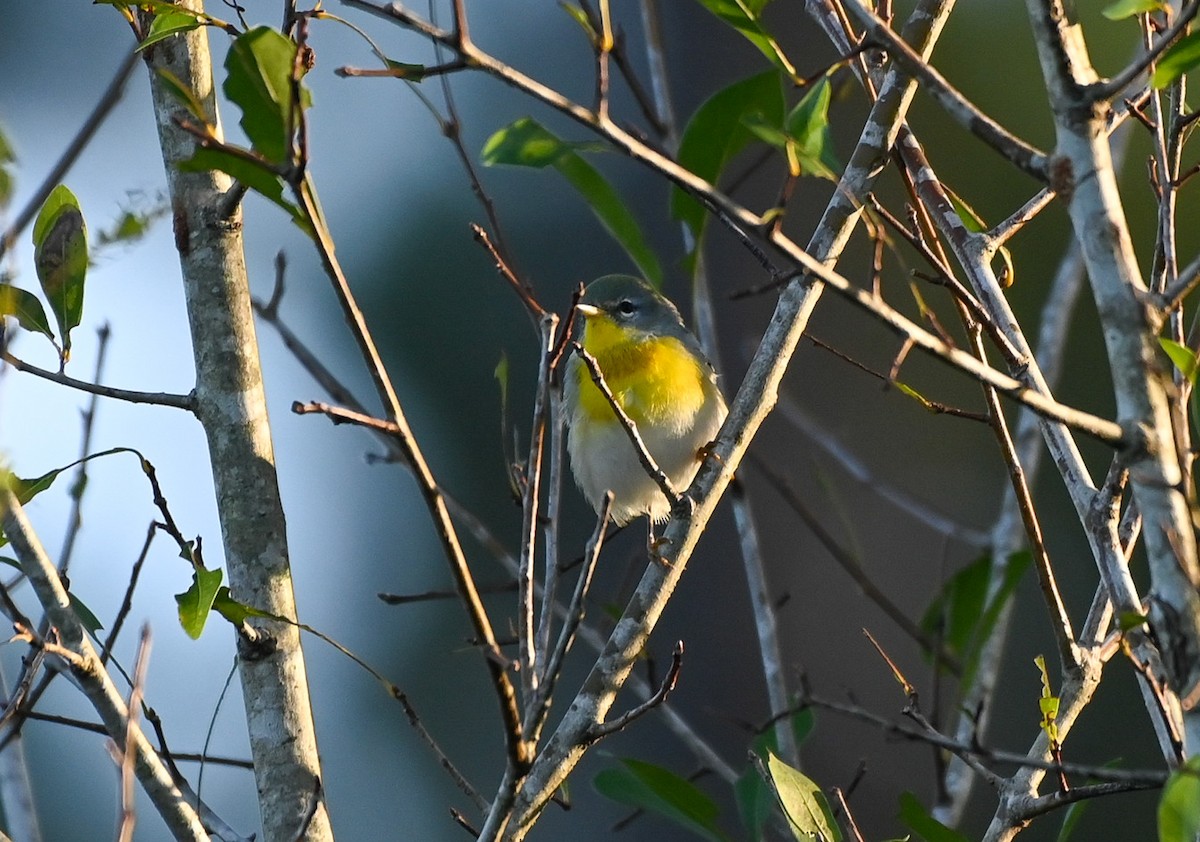 Northern Parula - ML642831004