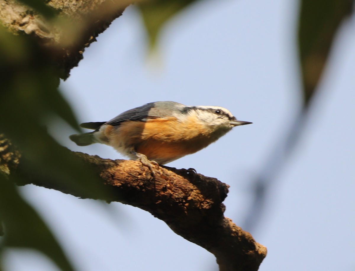 Red-breasted Nuthatch - ML642831005
