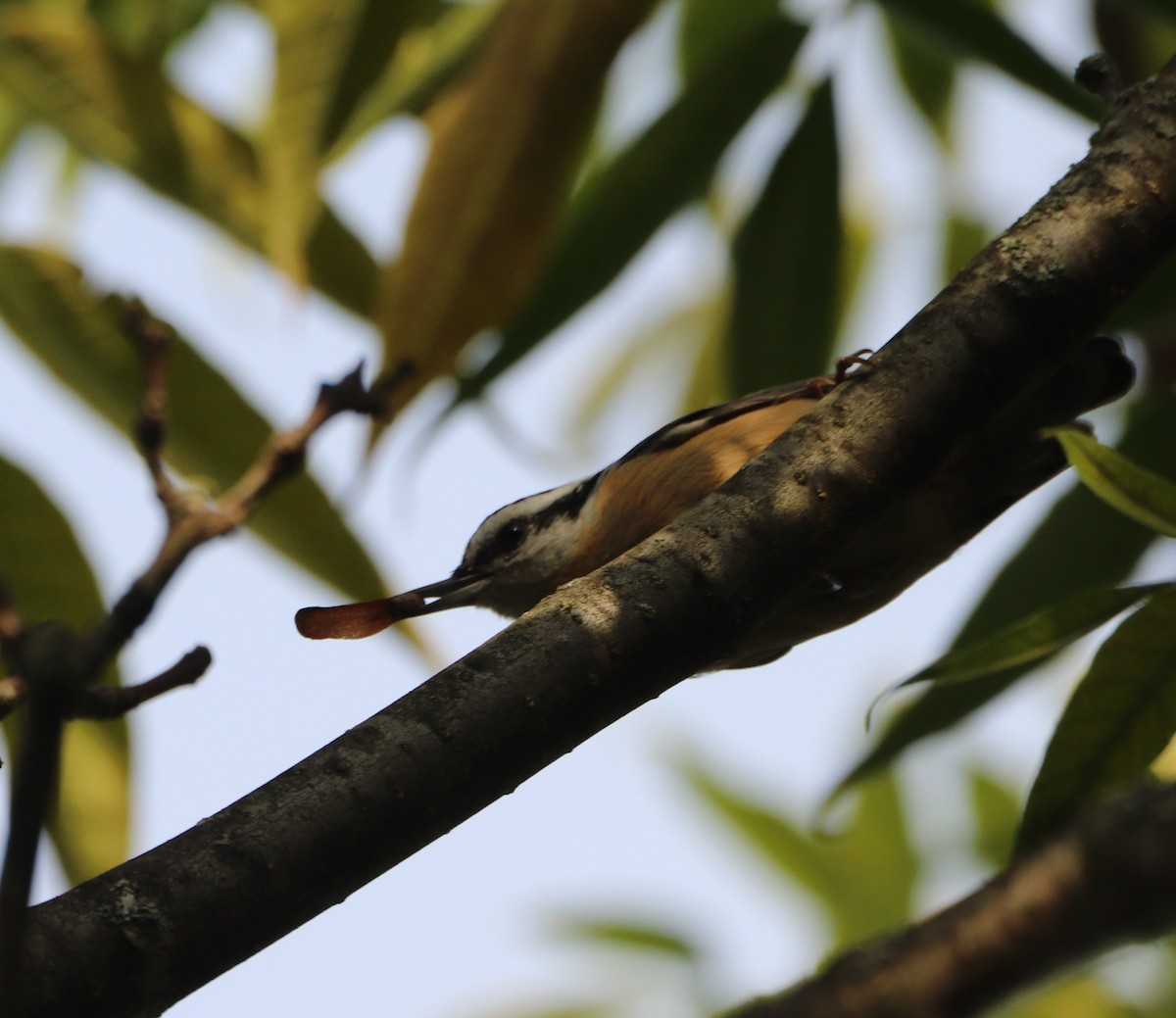 Red-breasted Nuthatch - ML642831007