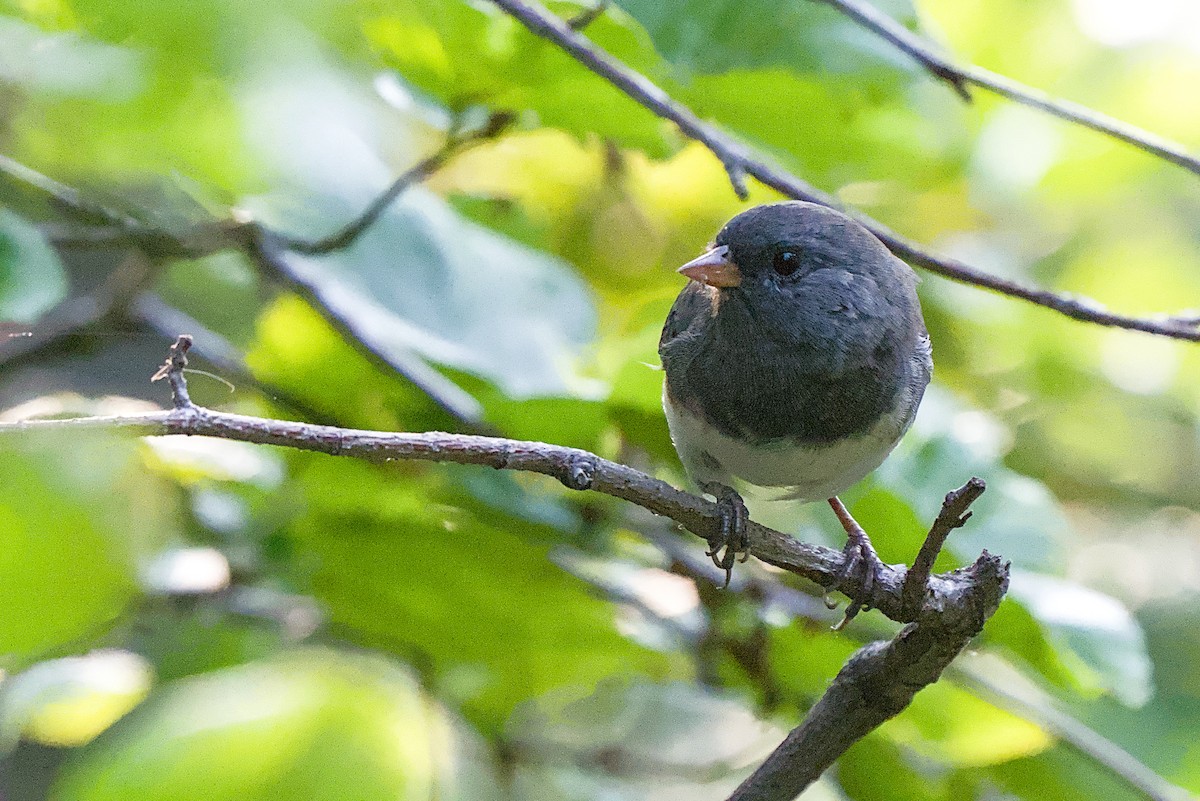 Dark-eyed Junco - ML642831008