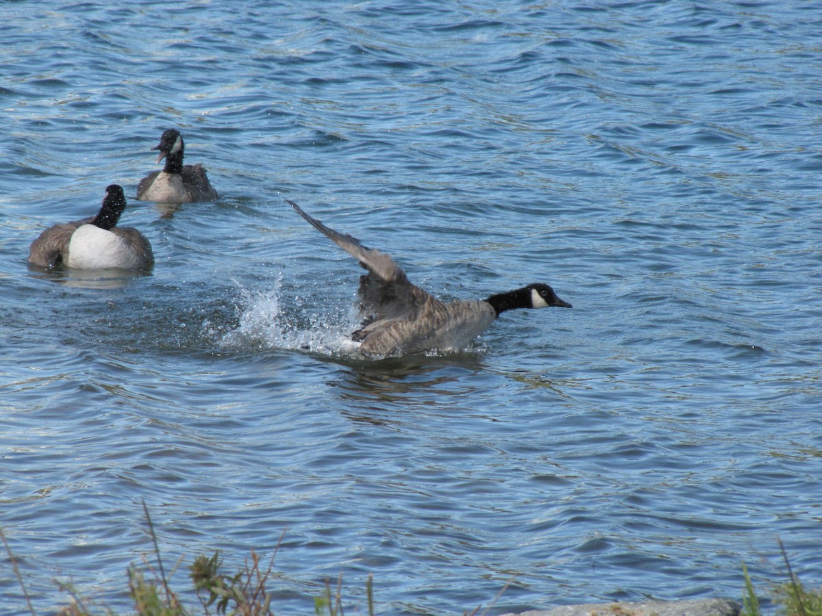 Canada Goose - ML642831009