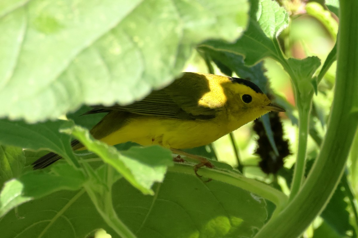 Wilson's Warbler - ML642831010