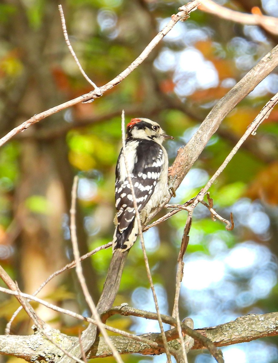 Downy Woodpecker - ML642831011