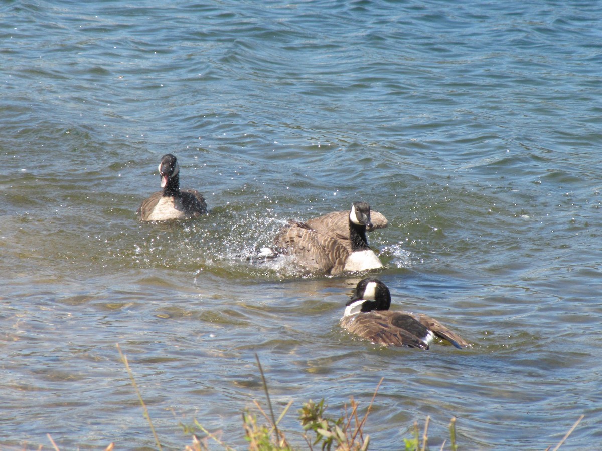 Canada Goose - ML642831012