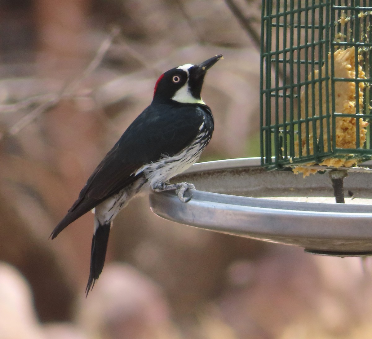 Acorn Woodpecker - ML642831013