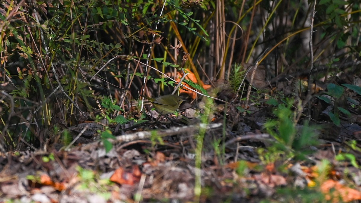 Common Yellowthroat - ML642831015