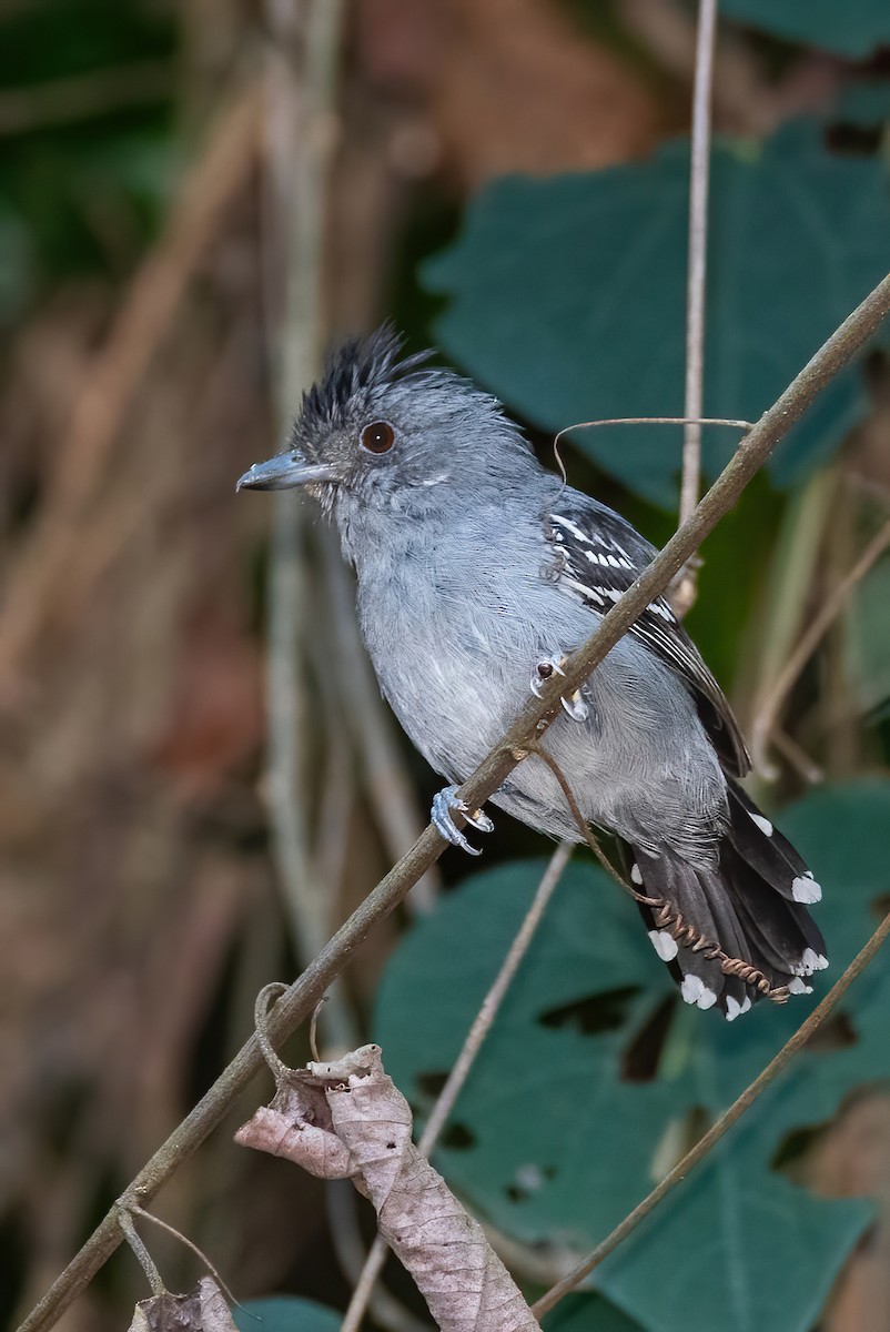 Natterer's Slaty-Antshrike - ML642831019