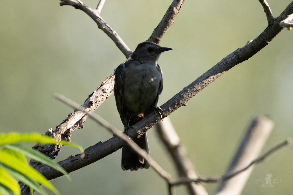 Кошачий пересмешник - ML642831040