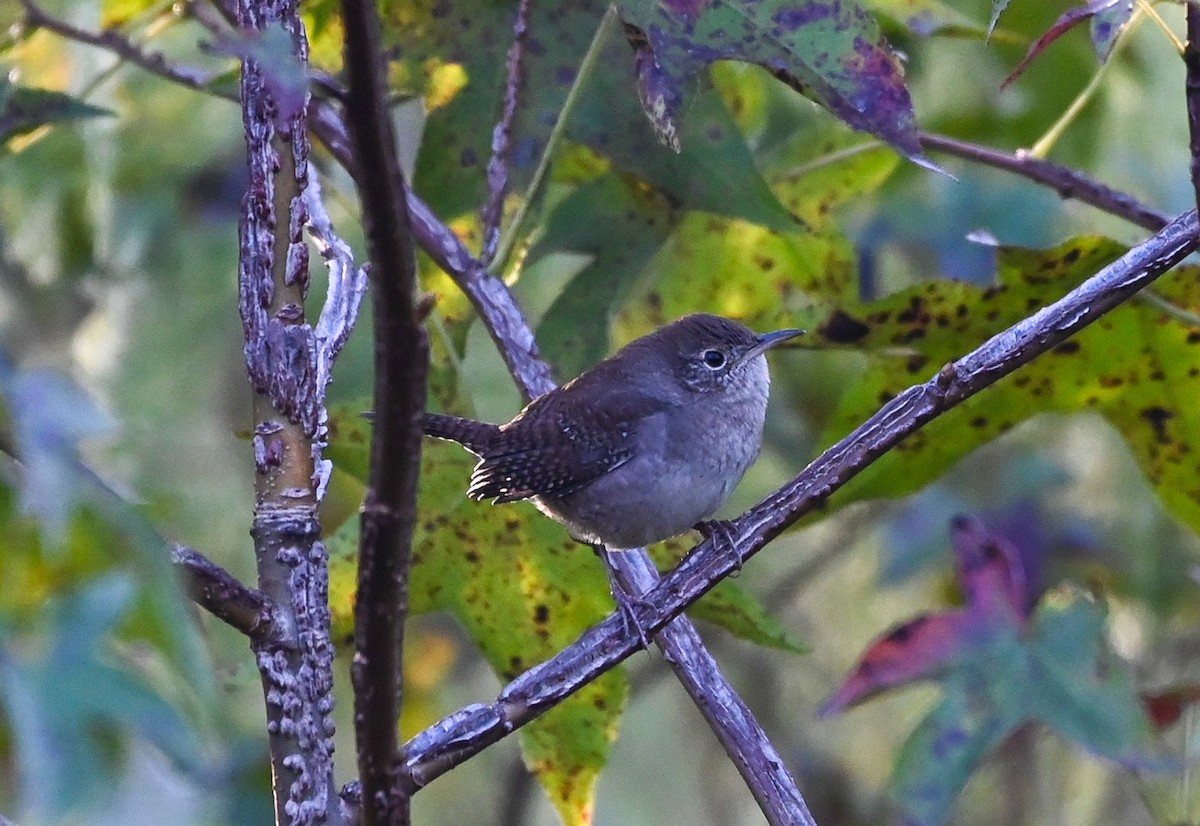 Northern House Wren - ML642831042