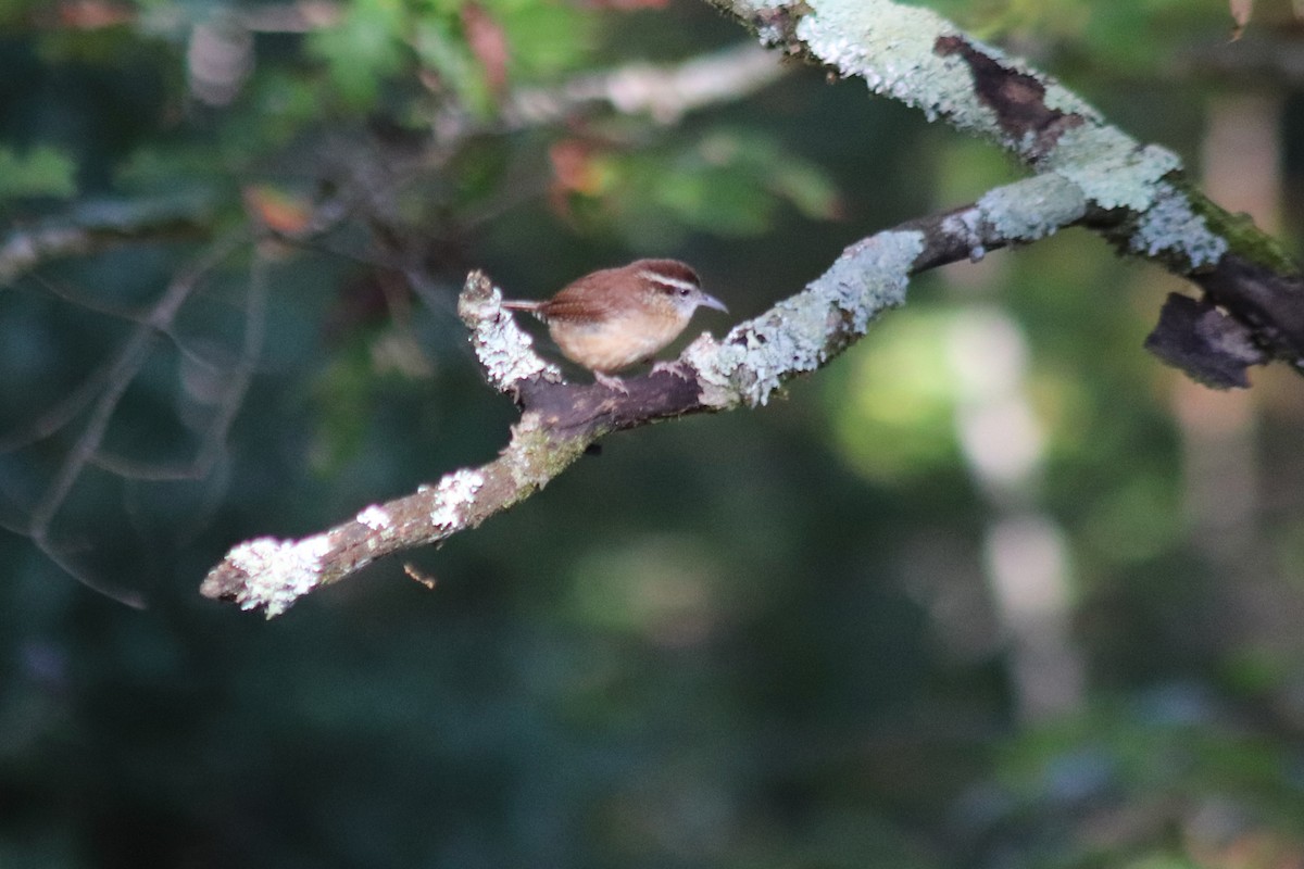 Carolina Wren - ML642831048