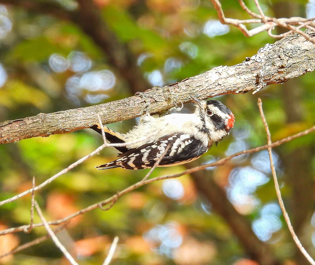 Downy Woodpecker - ML642831058