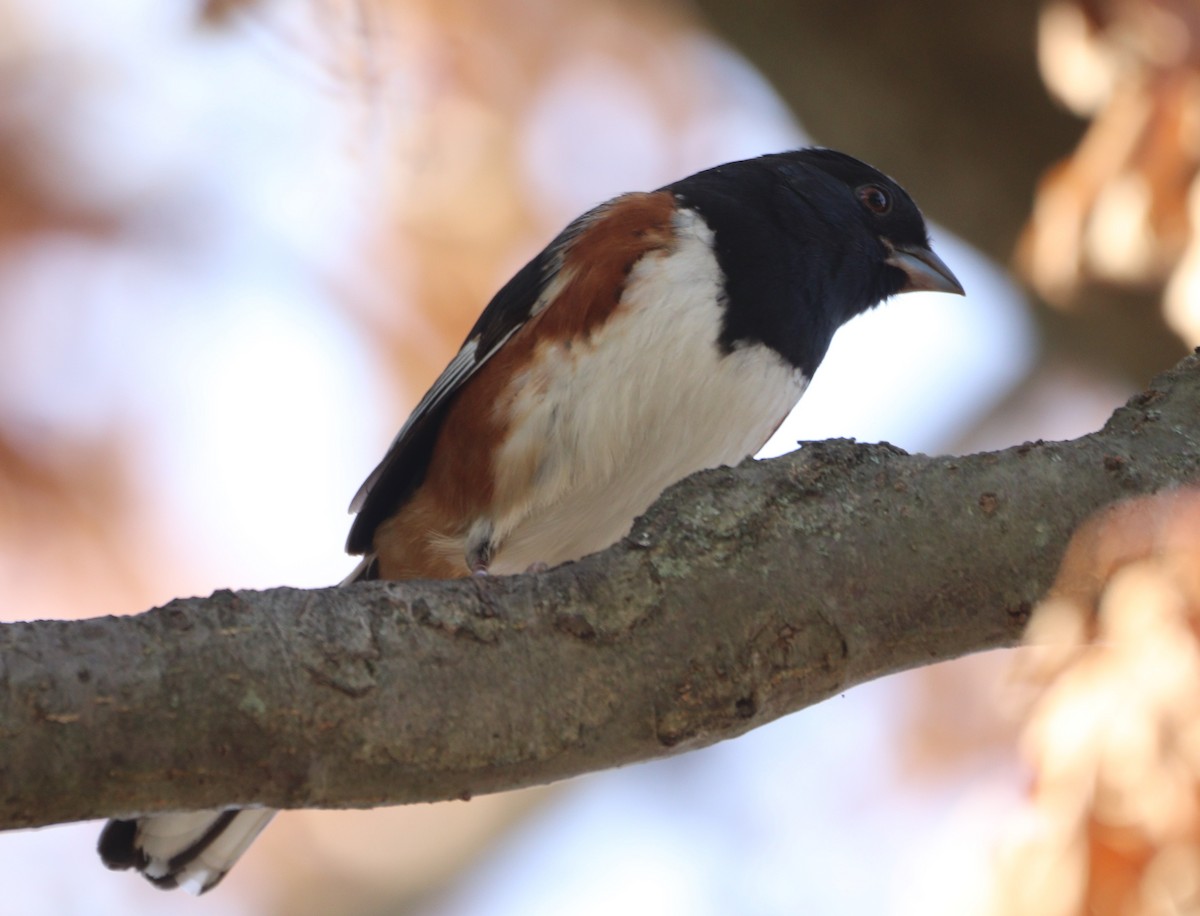 ワキアカトウヒチョウ - ML642831065