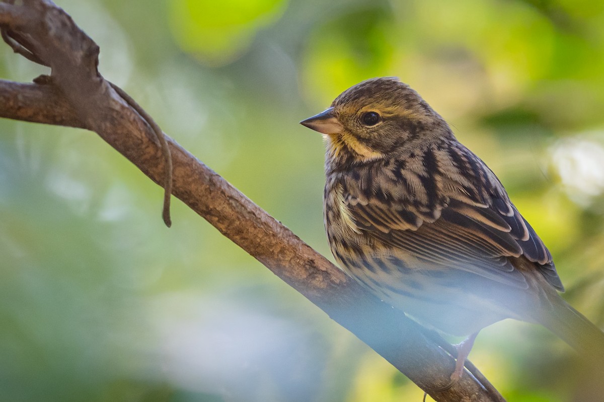 Masked Bunting - ML642831066