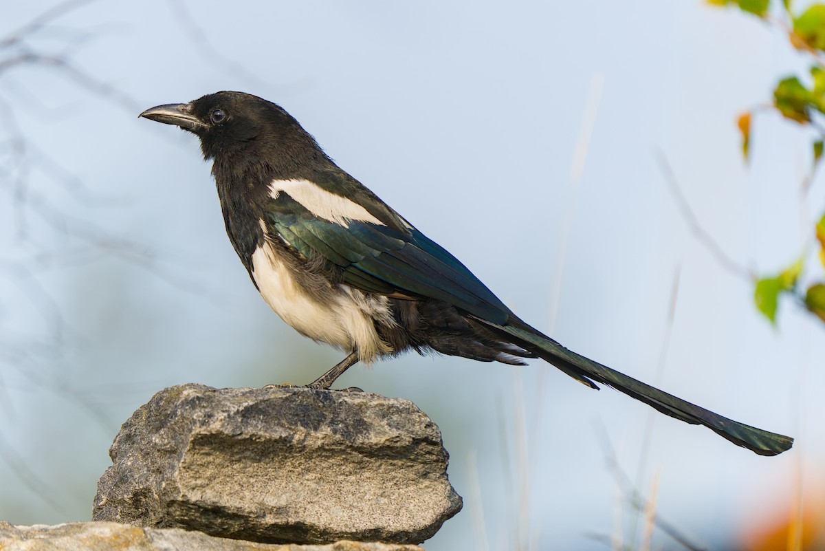 Black-billed Magpie - ML642831070