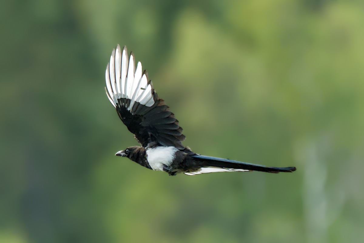 Black-billed Magpie - ML642831072