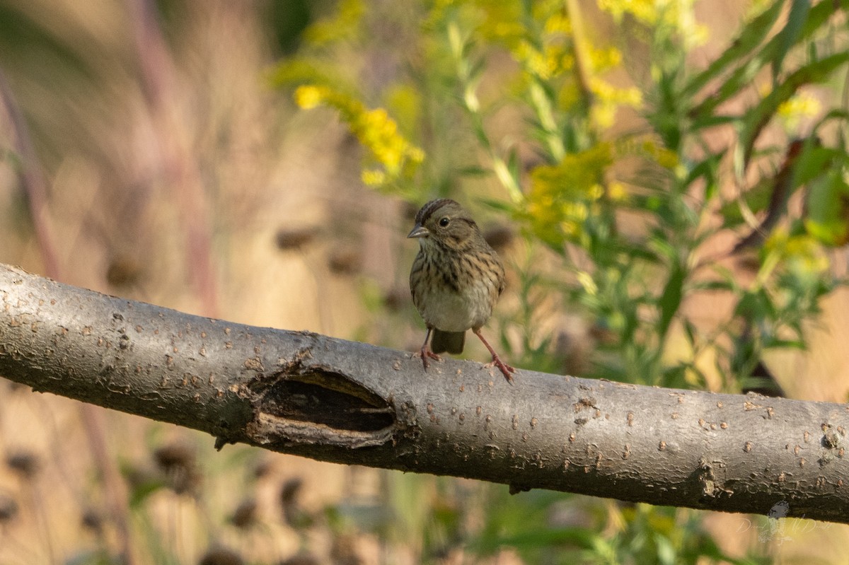 Lincoln's Sparrow - ML642831074