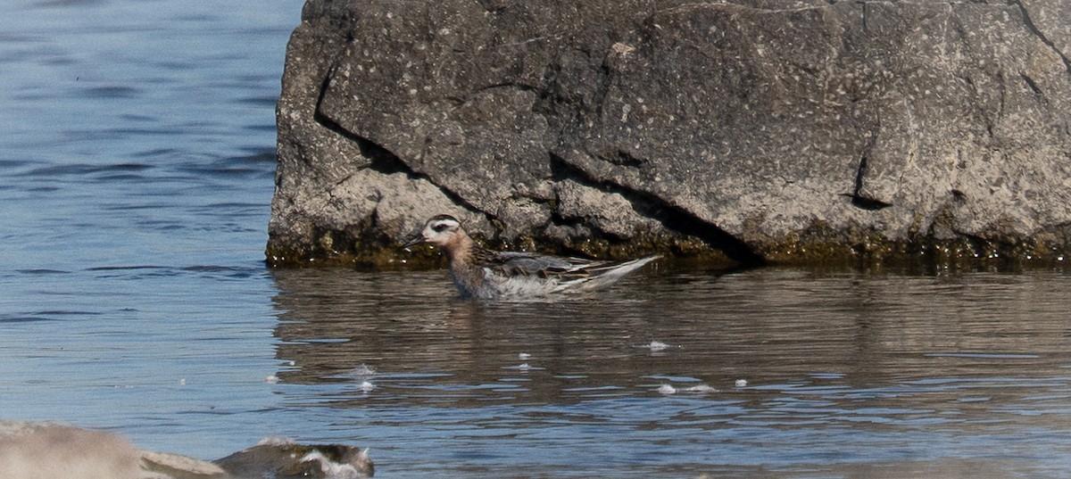 lyskonoh ploskozobý - ML642831076