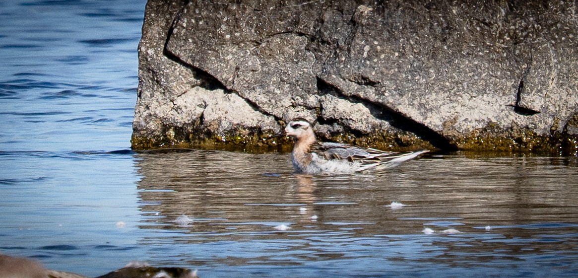 lyskonoh ploskozobý - ML642831078