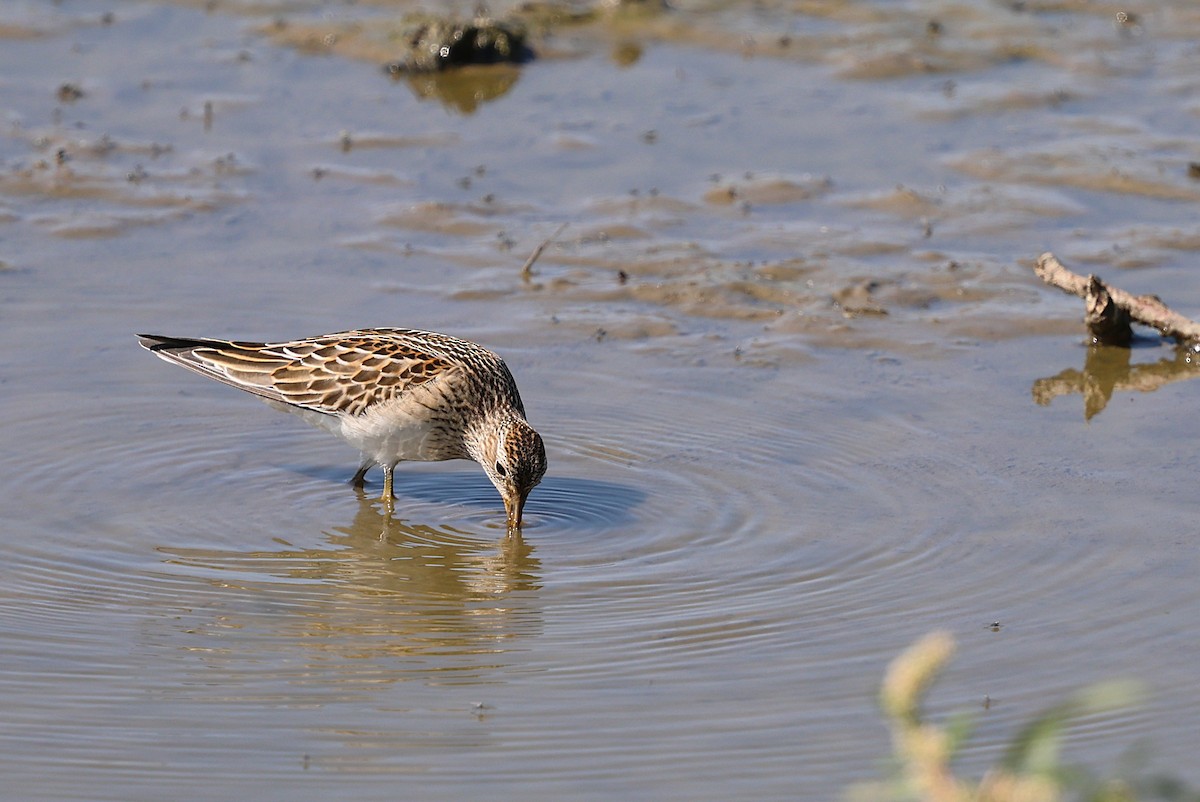 Graubrust-Strandläufer - ML642831079