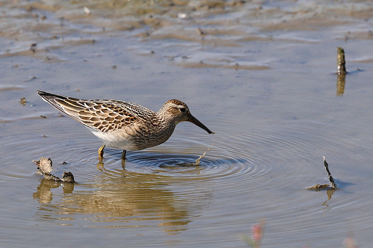 Graubrust-Strandläufer - ML642831083