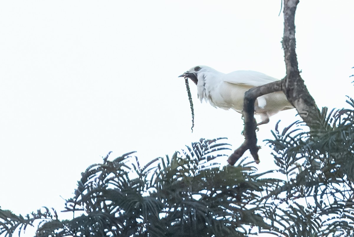 White Bellbird - ML642831084
