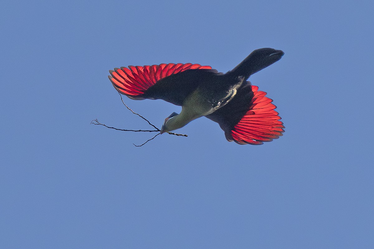 Hartlaub's Turaco - ML642831085
