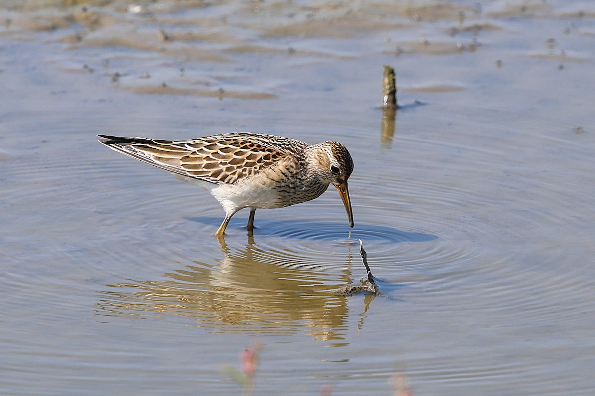 Graubrust-Strandläufer - ML642831086