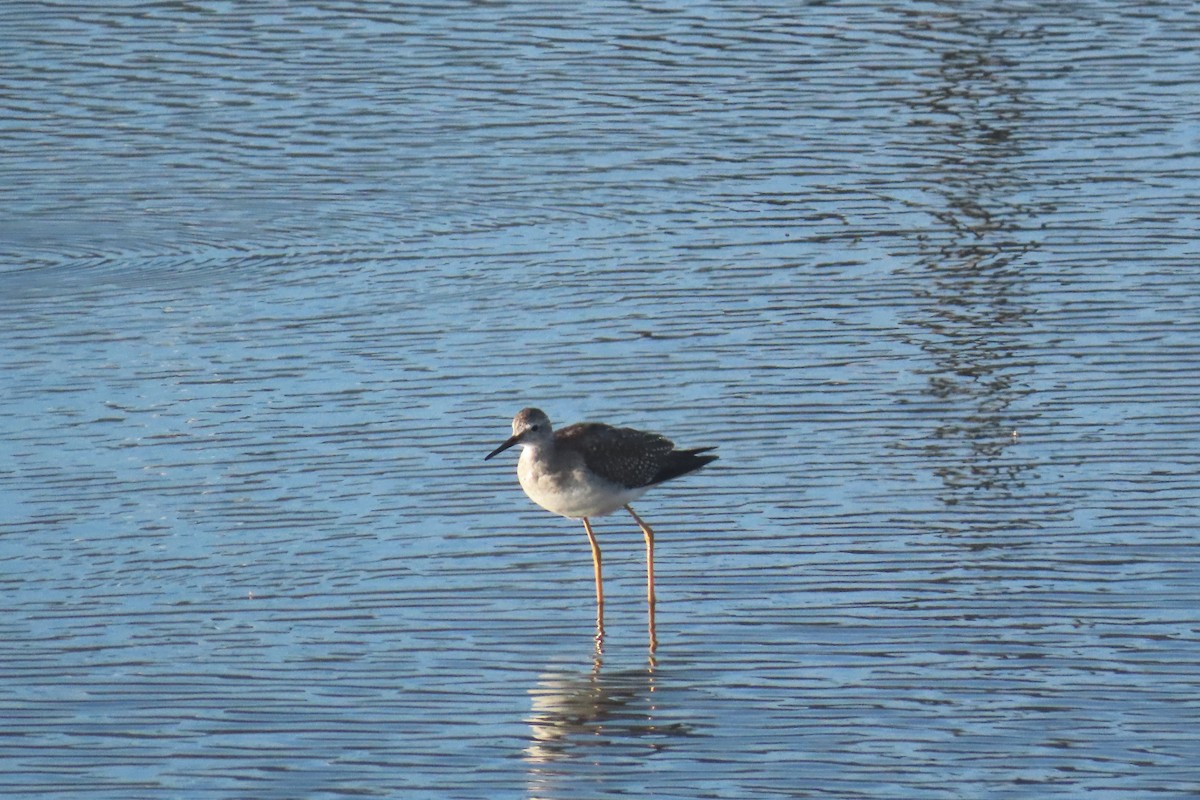 Lesser Yellowlegs - ML642831088