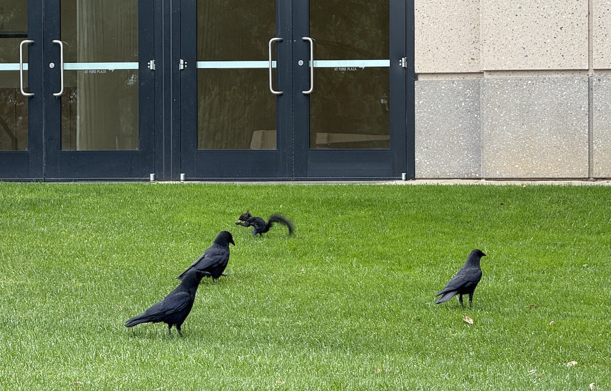 American Crow - ML642831094