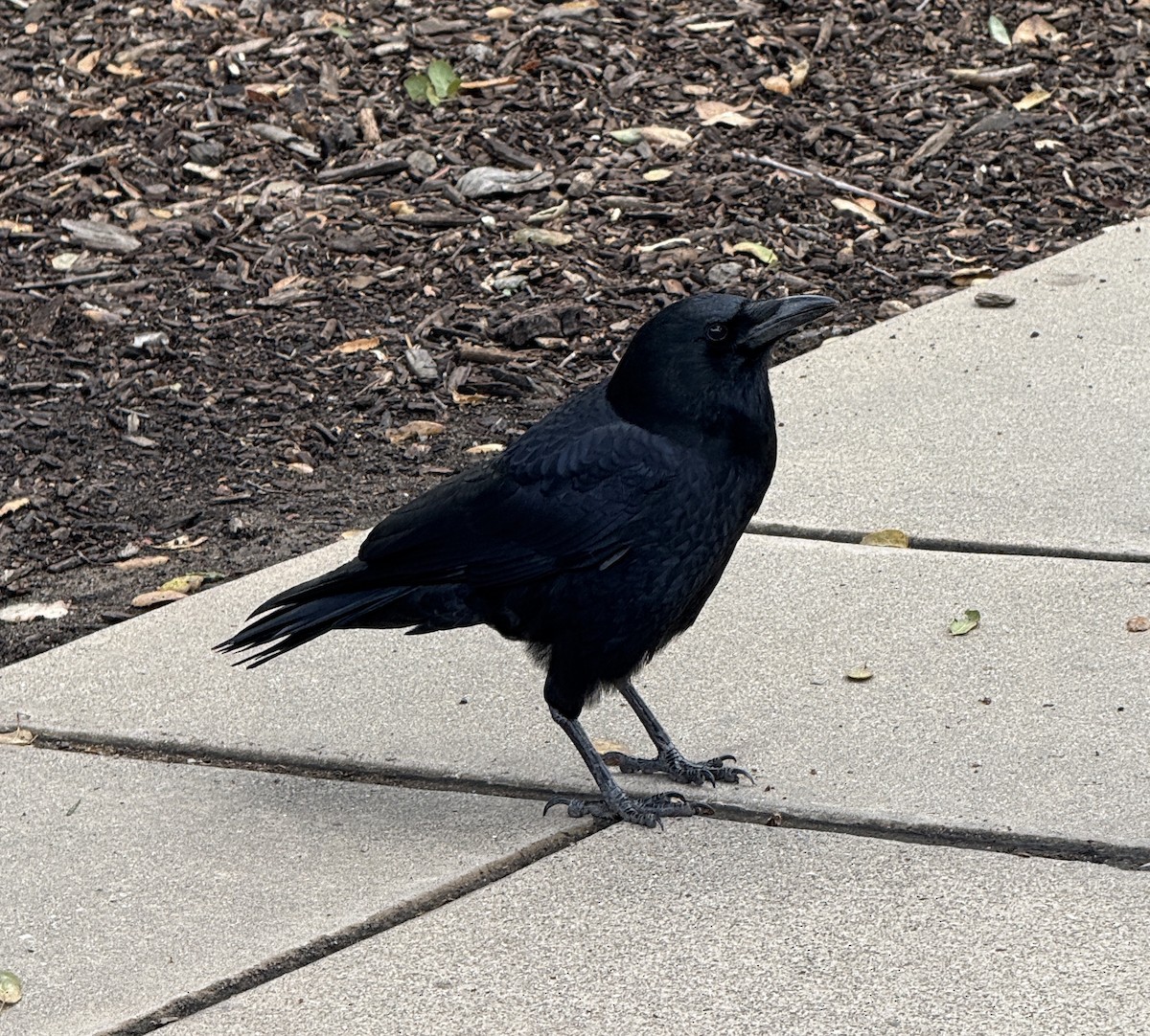 American Crow - ML642831095