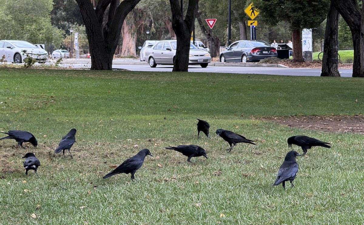 American Crow - ML642831096