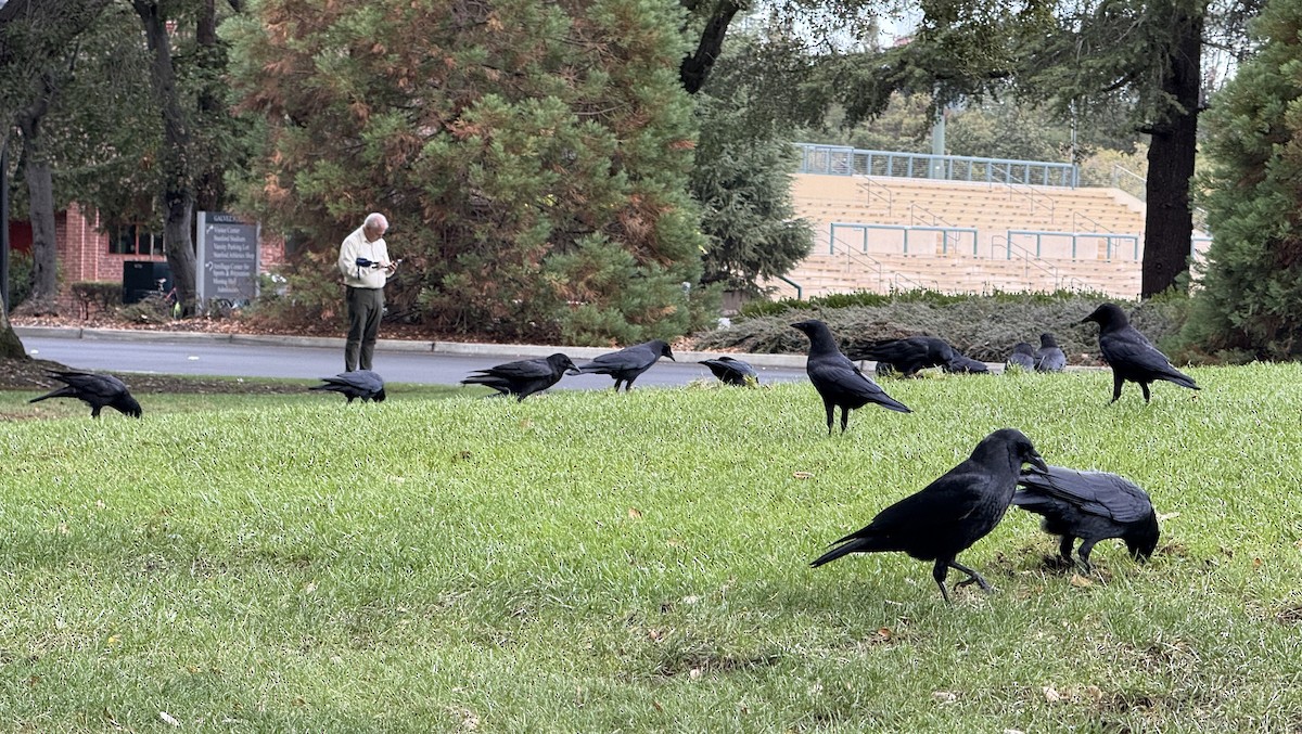 American Crow - ML642831097