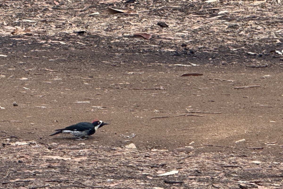 Acorn Woodpecker - ML642831101